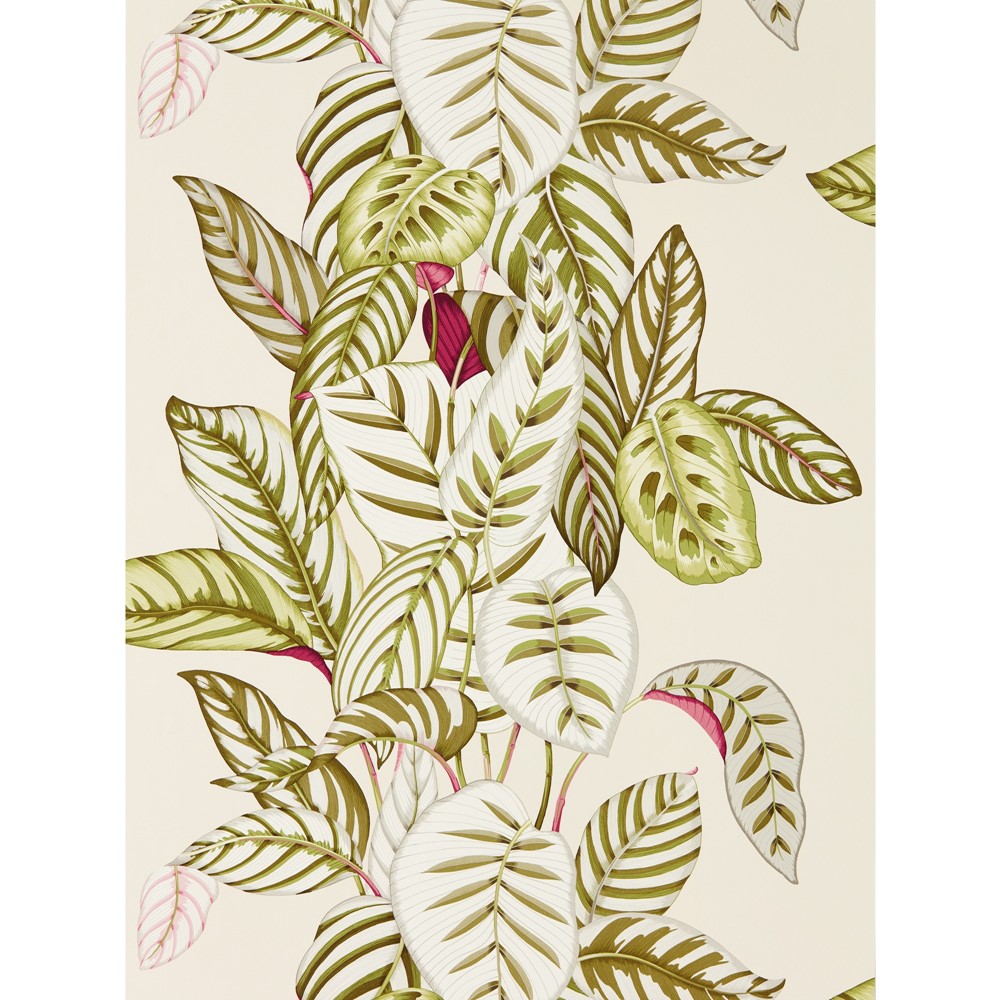 Calathea Wallpaper 216631 by Sanderson in Olive Green